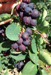 Delicious serviceberries