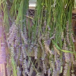 Hanging lavender to dry