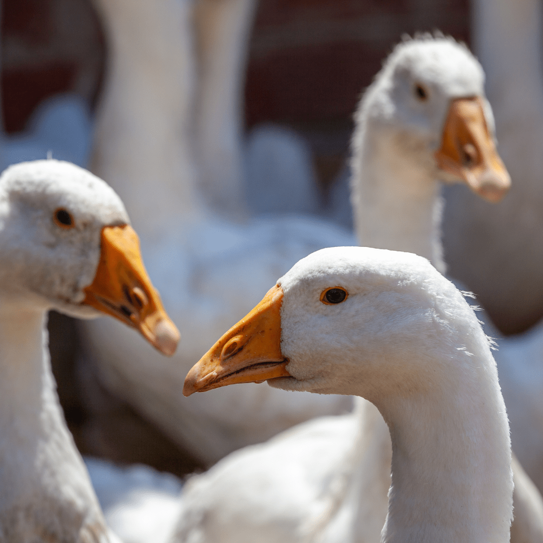 A Luxury Treat on the Titanic: The Contentious History of Foie Gras